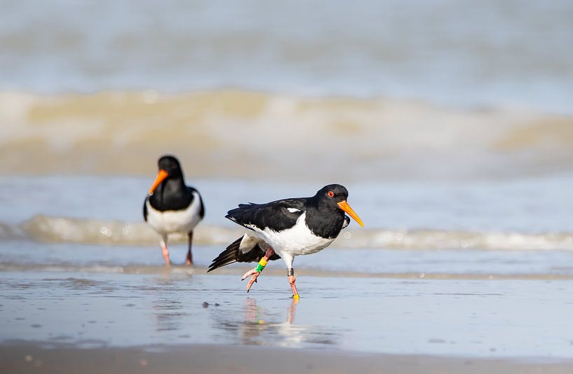 Oystercatchers on the coast by natascha verbij