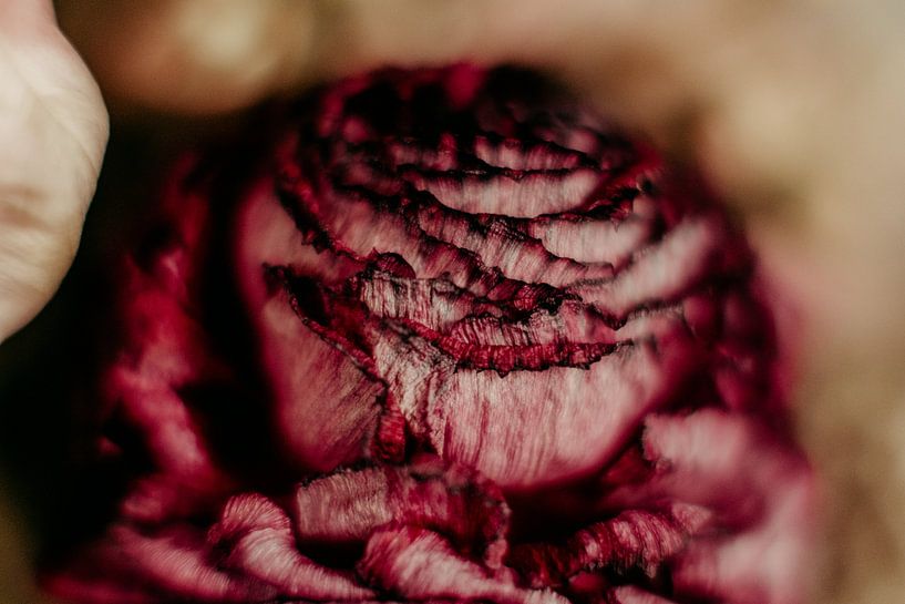 Flowers by Denny Lerch