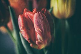 Bouquet de tulipes multicolores de style vintage sur Petra Dreiling-Schewe