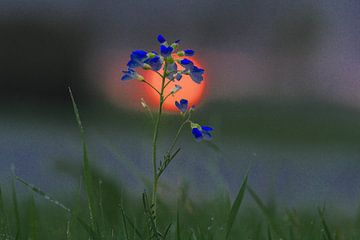 Weißblume für aufgehende Sonne von Ab Donker