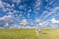 Schafe und Schafswolken von Anja Brouwer Fotografie Miniaturansicht