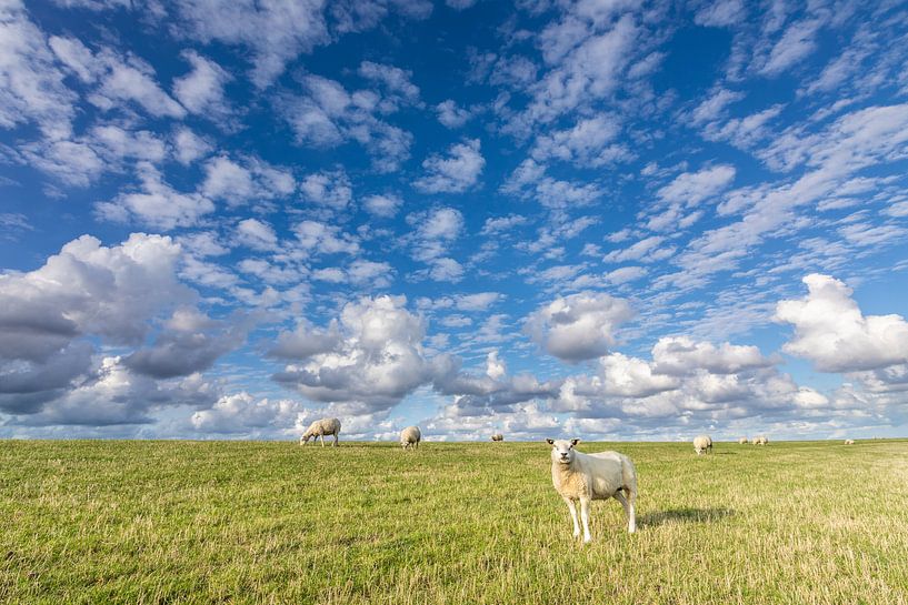 Schafe und Schafswolken von Anja Brouwer Fotografie