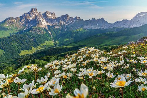 Mountain landscape "Flowers in the Salzburg Dolomites". by Coen Weesjes