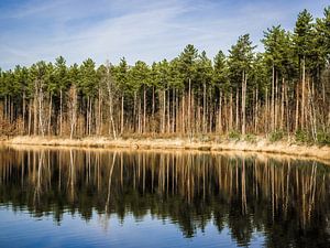 Reflektierender Wald von Stijn Cleynhens