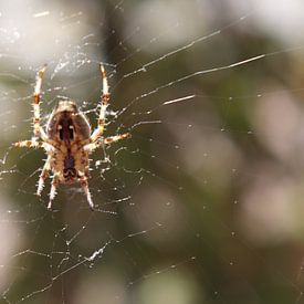 Spinnenweb van Marilla van der Knoop