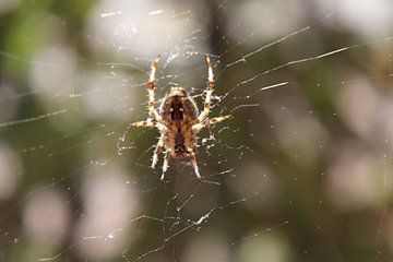 Spinnenweb van Marilla van der Knoop