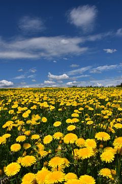 A dandelion flower field by Claude Laprise