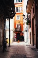 Dog in Valencia