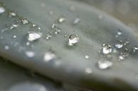 regendruppels van Marieke de Boer thumbnail
