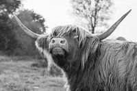 Scottish Highlander