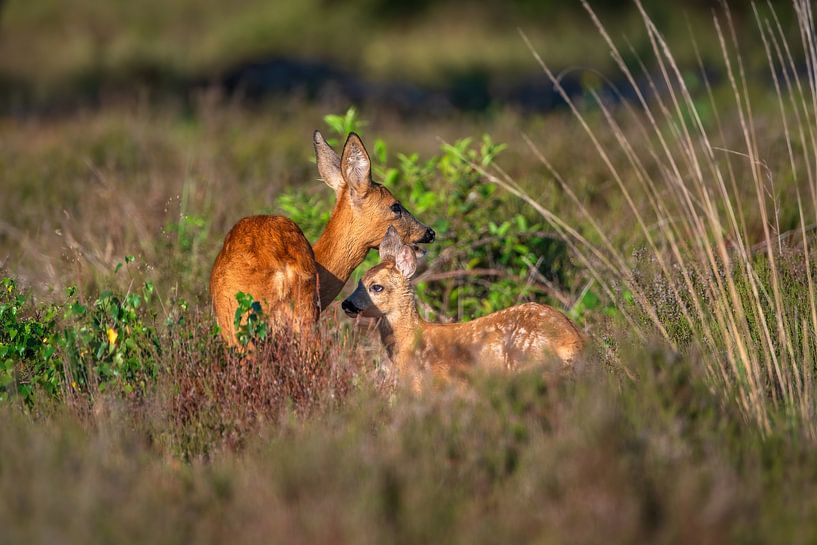 Rehbock mit Kitz von Andy van der Steen - Fotografie