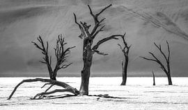 Dead Vlei by Photo Wall Decoration