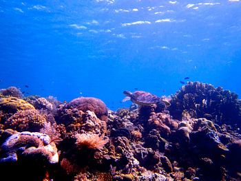 Zeeschildpad boven koraalrif