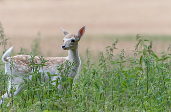Young fallow deer