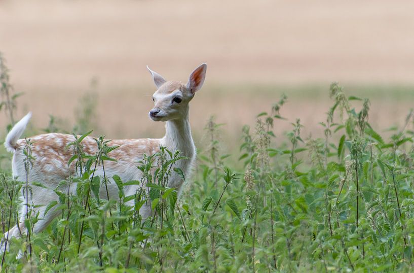 Junger Damhirsch von Diantha Risiglione