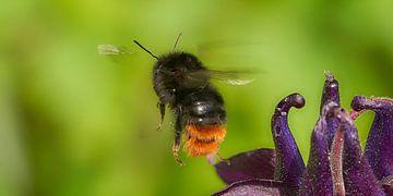 Steenhommel (Bombus lapidarius) van Geert Perdaens