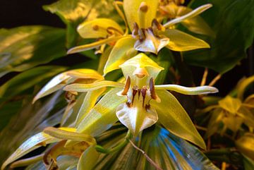 Bloeiende orchidee Coelogyne fuscesoens op pluim van Gerwin Schadl
