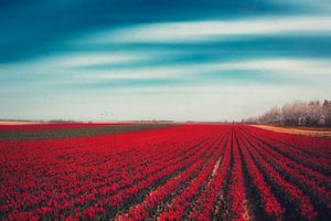 Field of red tulips sur Dirk Wüstenhagen