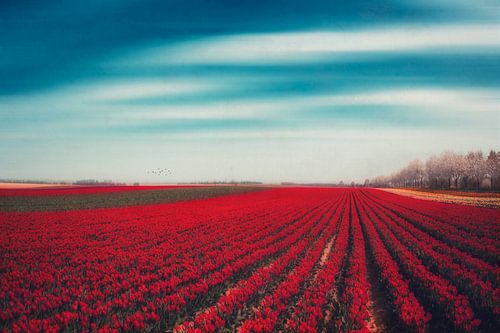 Field of red tulips