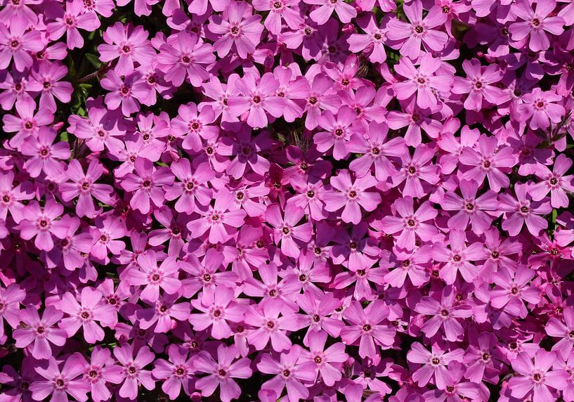 Polster-Phlox von Matthias Brix