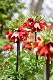 Imperial crown Fritillaria imperialis by Lindy Schenk-Smit