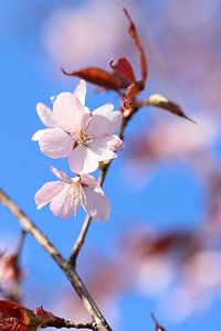 Fleurs sur fond de ciel bleu