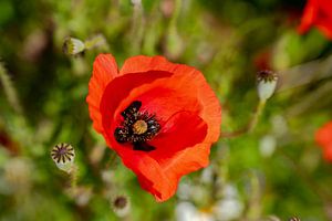 Coquelicot sur Leo Schindzielorz