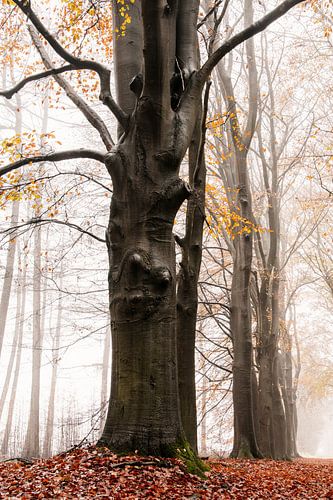 Mistige ochtend in november