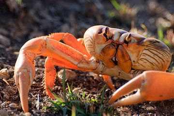 Crabe surpris sur Margot van den Berg