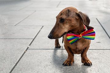 CSD hond 1 | Teckel met regenboogstrikje in Frankfurt van Flatfield