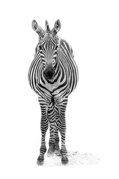 Zebrajong, zwart-wit (Dierenpark Emmen) van Aafke's Art