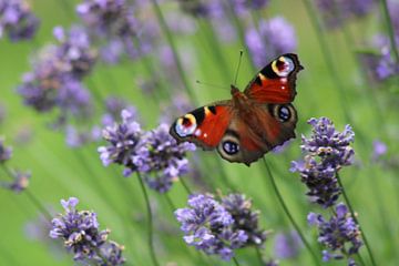 beautiful butterfly by Mieke Wilmink