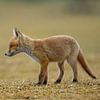 jeune renard sur Rando Kromkamp