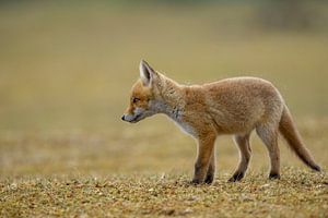 jong vosje van Rando Kromkamp