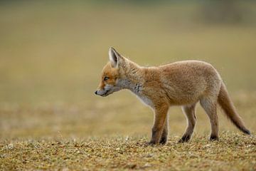 junger Fuchs von Rando Kromkamp