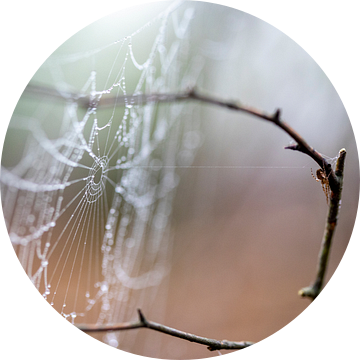 DE spin heeft het web voor even verlaten van Hans de Waay
