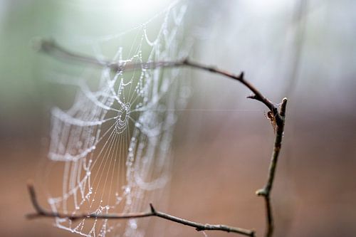 THE spider has left the web for a while