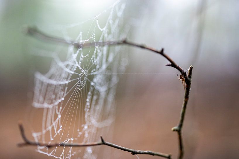 DIE Spinne hat das Netz für eine Weile verlassen von Hans de Waay