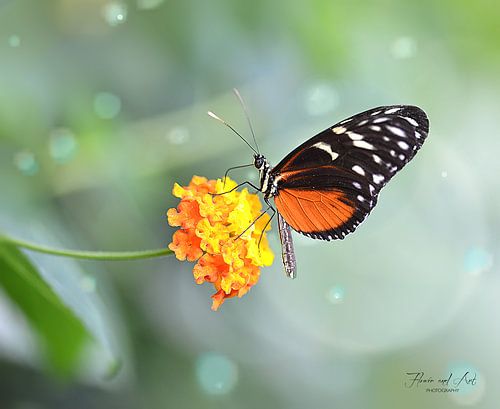 Heliconius doris butterfly on an Shrub verbenas Flower (Lantanas Camara)