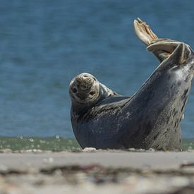 I see you, do you see me? by Karin Riethoven