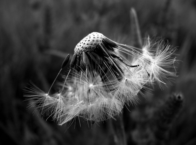 The seeds of the dandelion by Henk Egbertzen