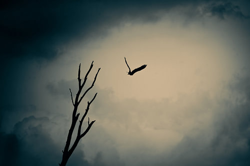 A white-tailed eagle takes flight