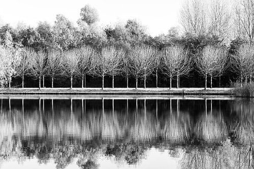 Bomen en reflecties / Zwart en wit