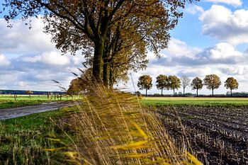 Hollands herfstlandschap