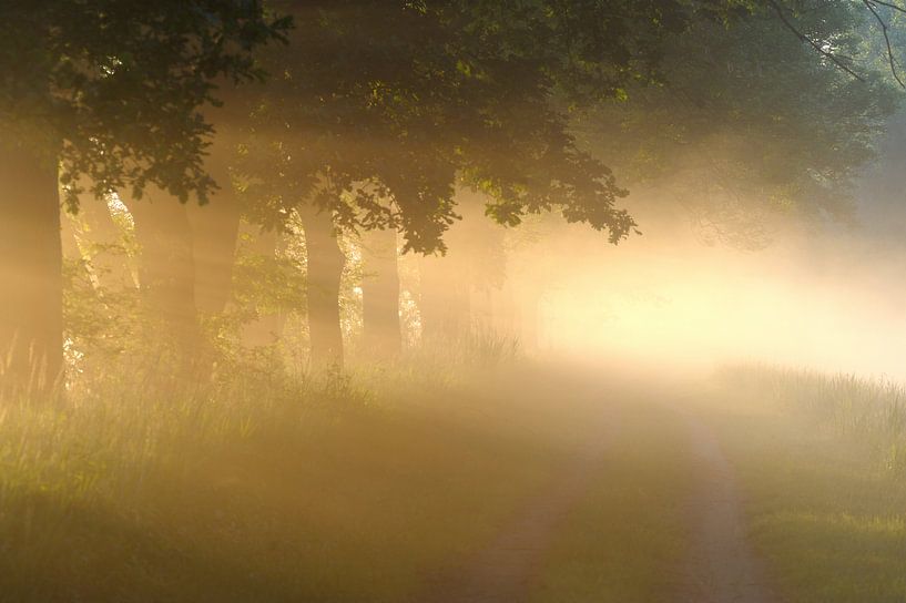 Morgennebel van Lars Tuchel