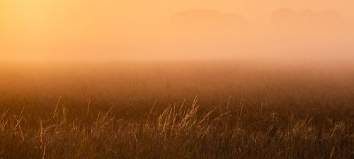 Panoramafoto helmgras in het ochtendlicht