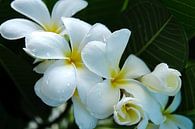 Schlichte Eleganz: die weiße Frangipani-Blüte von Frank Photos Miniaturansicht