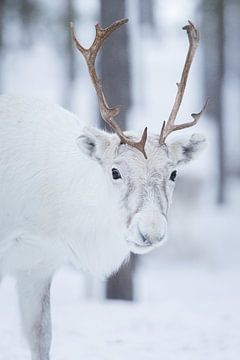 The white reindeer by Marika Huisman fotografie