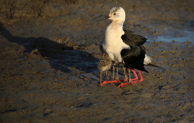 Avocette à échasses fièrement alertée par son père avec 4 jeunes par patrick verweire