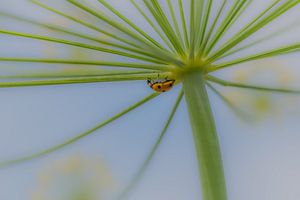 Coccinelle sur Moetwil en van Dijk - Fotografie